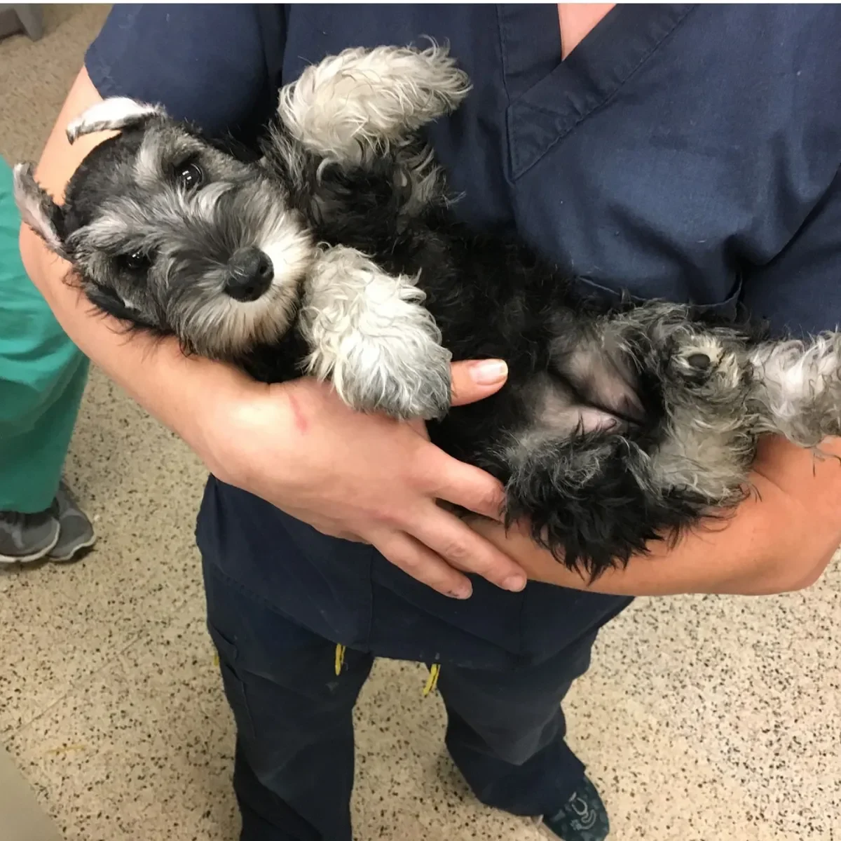 90c236d9-262e-46a6-ad38-f18b75aaa5fc-Schnauzer_puppies 90c236d9-262e-46a6-ad38-f18b75aaa5fc-Schnauzer_puppies